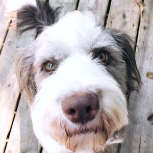 Meet your Posher, Ella